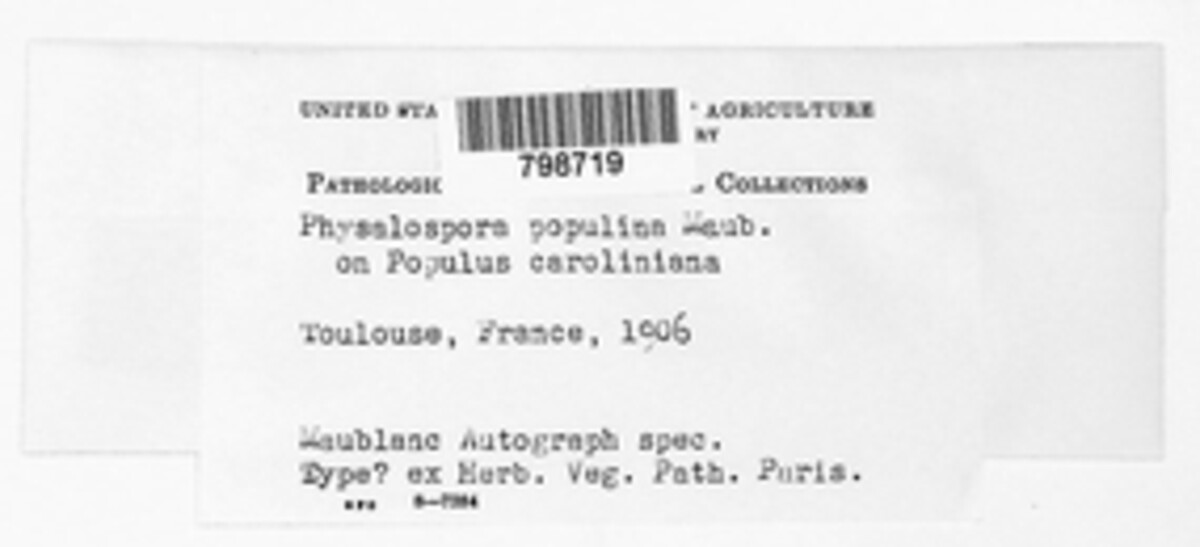 Plectosphaera populina image
